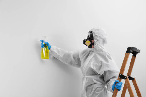 Best Basement Mold Removal  in Wilkesboro, NC