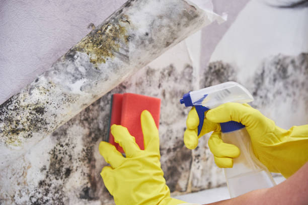 Best Industrial Mold Remediation  in Wilkesboro, NC